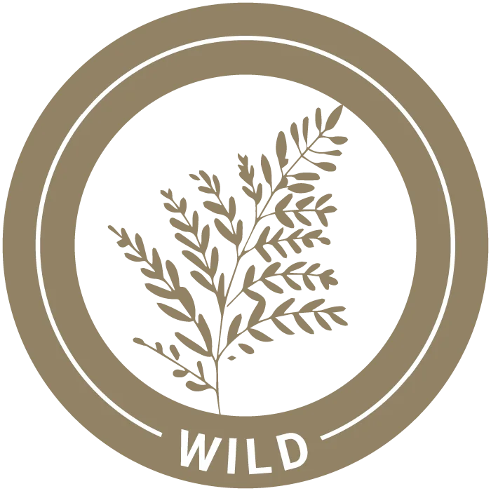 Niaouli - æterisk olie