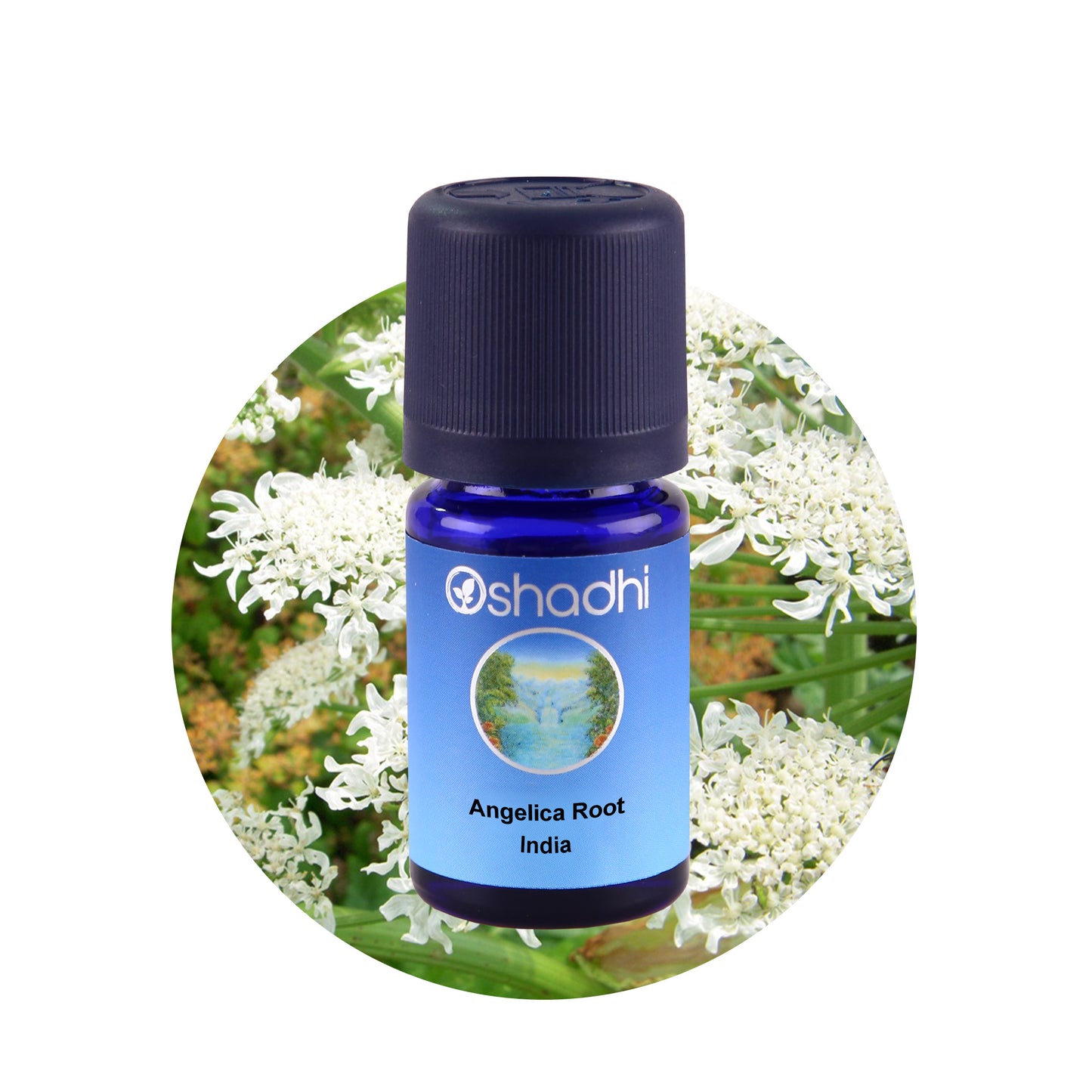 Angelica - æterisk olie