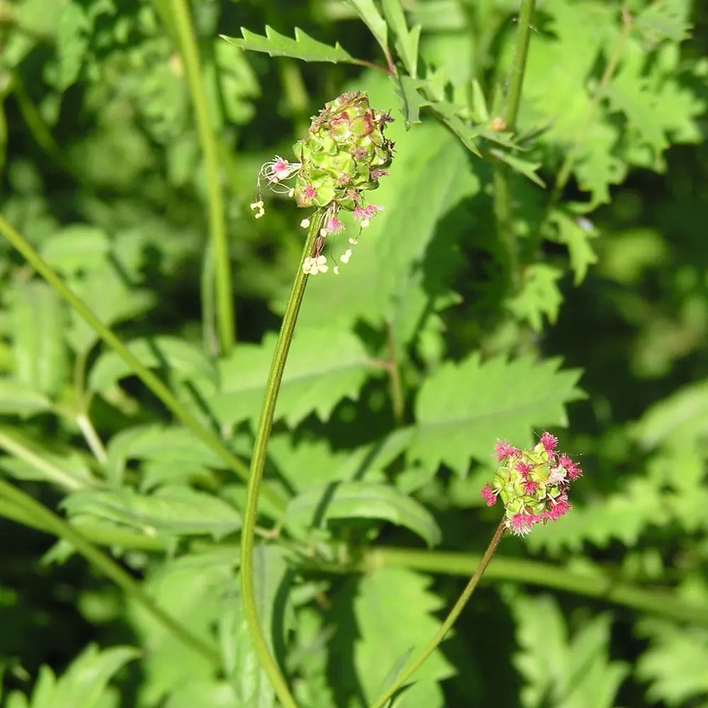 Anis - æterisk olie