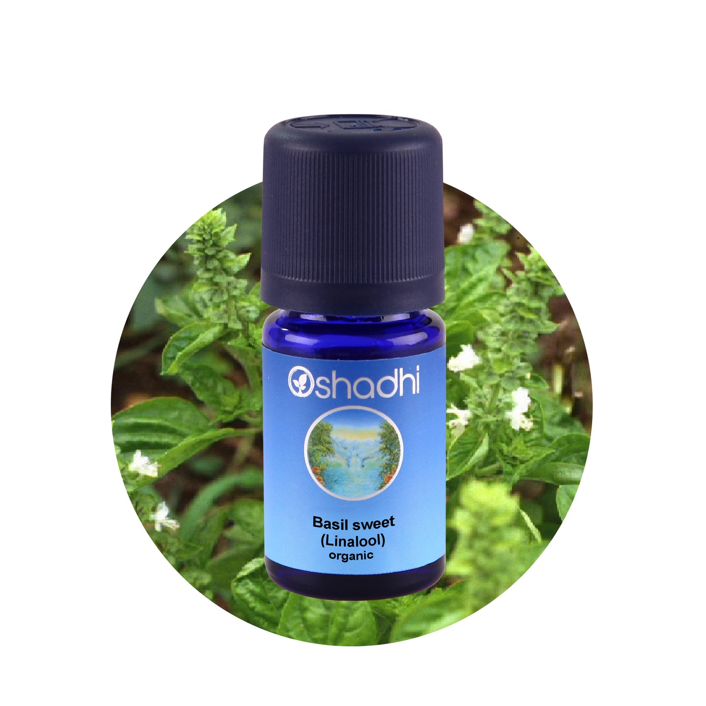 Basilikum sød - æterisk olie
