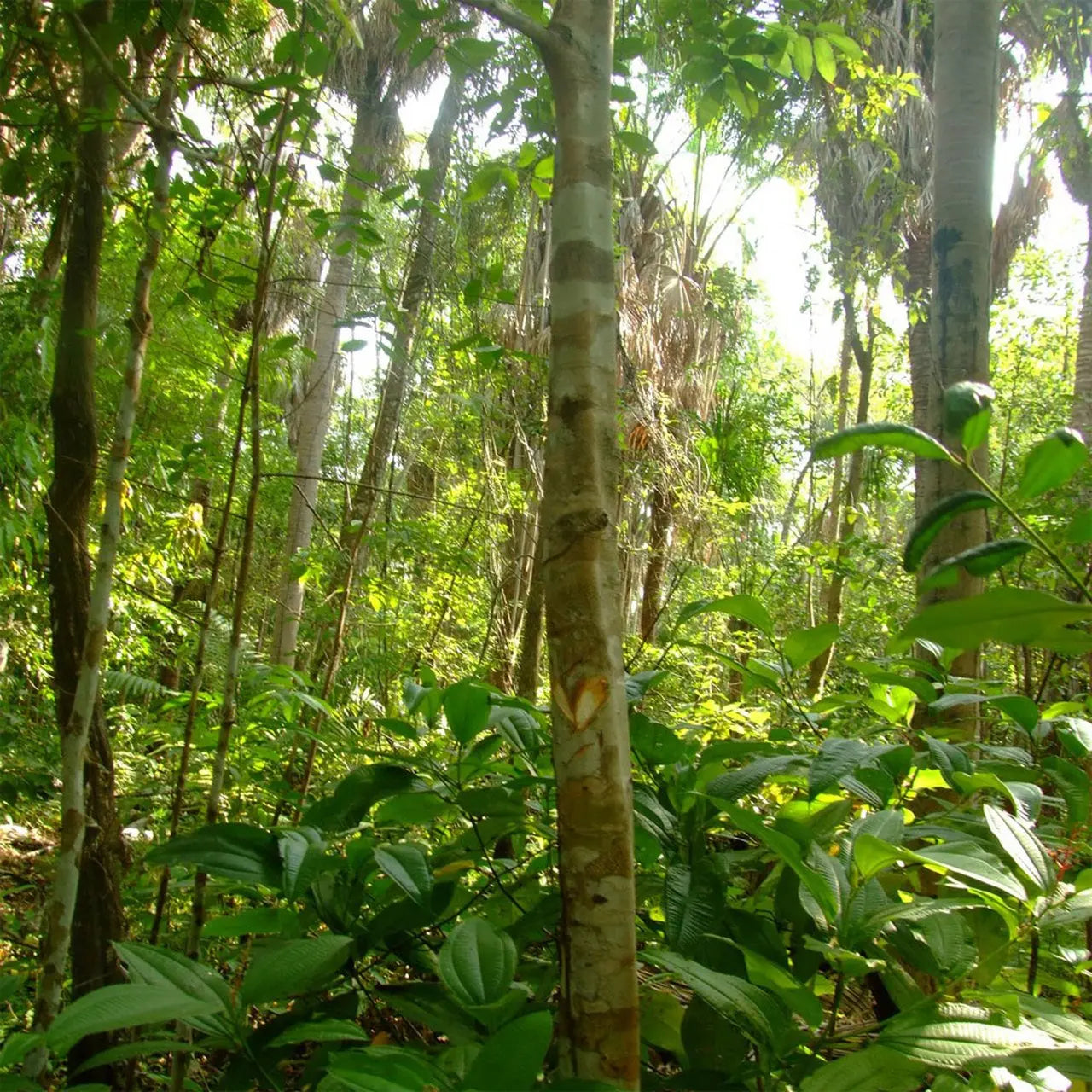 Frankincense Brasiliansk - æterisk olie