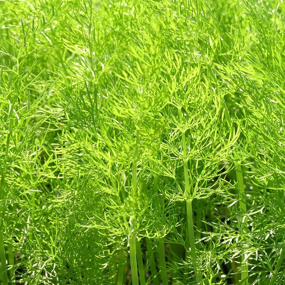 Fennikel - æterisk olie