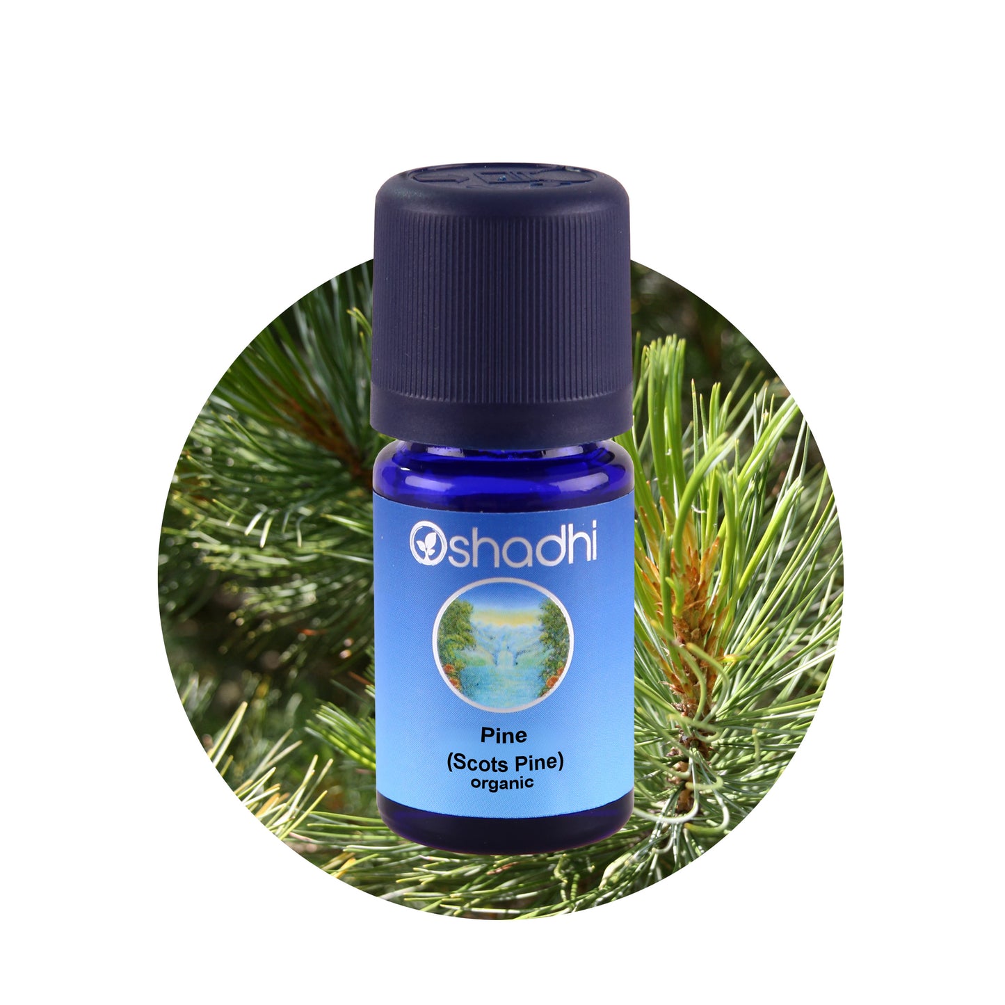 Scots Pine - æterisk olie