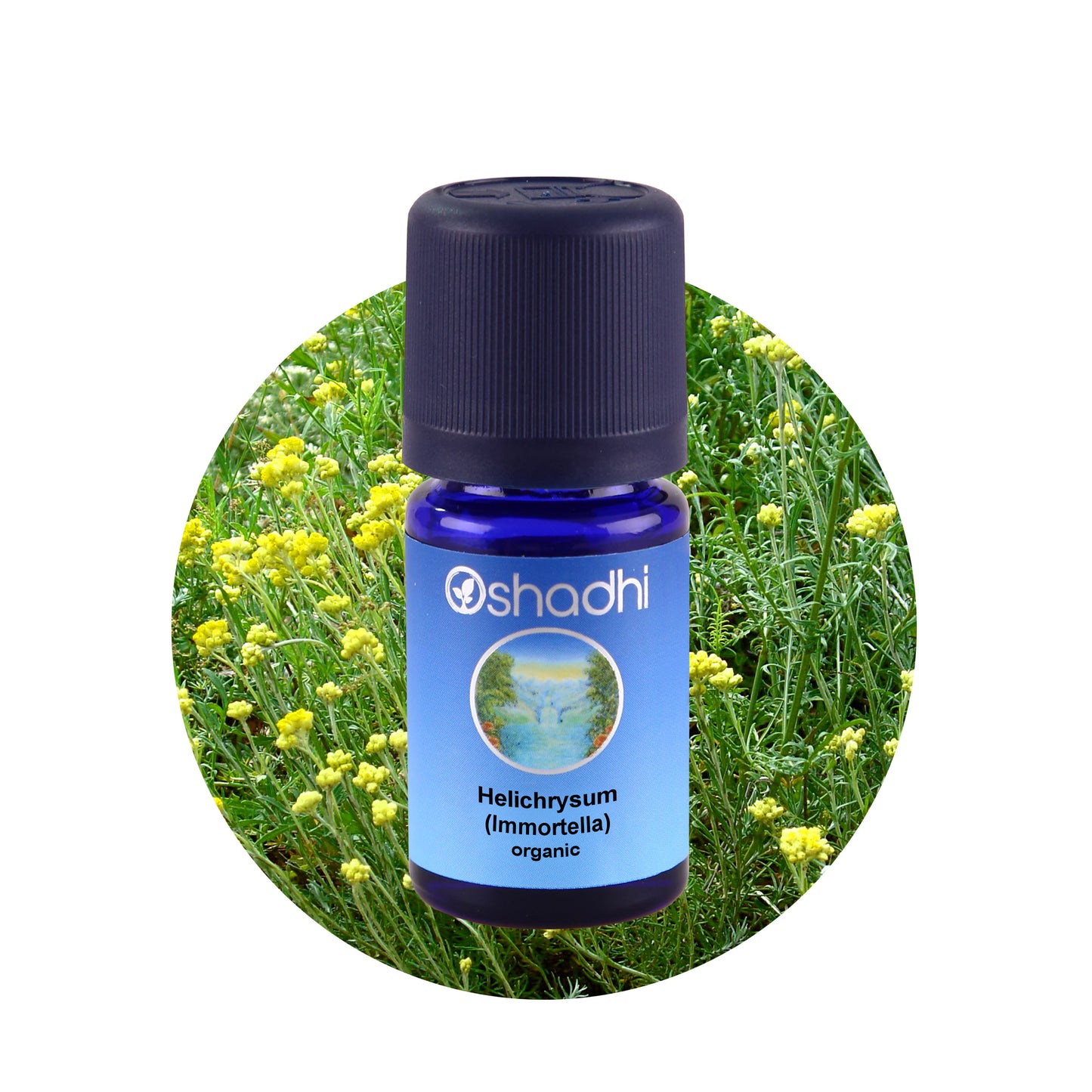 Denne olie er ren magi. Helichrysum Immortelle er den olie som tilføjes til eksklusive anti age cremer, grundet den helende effekt.