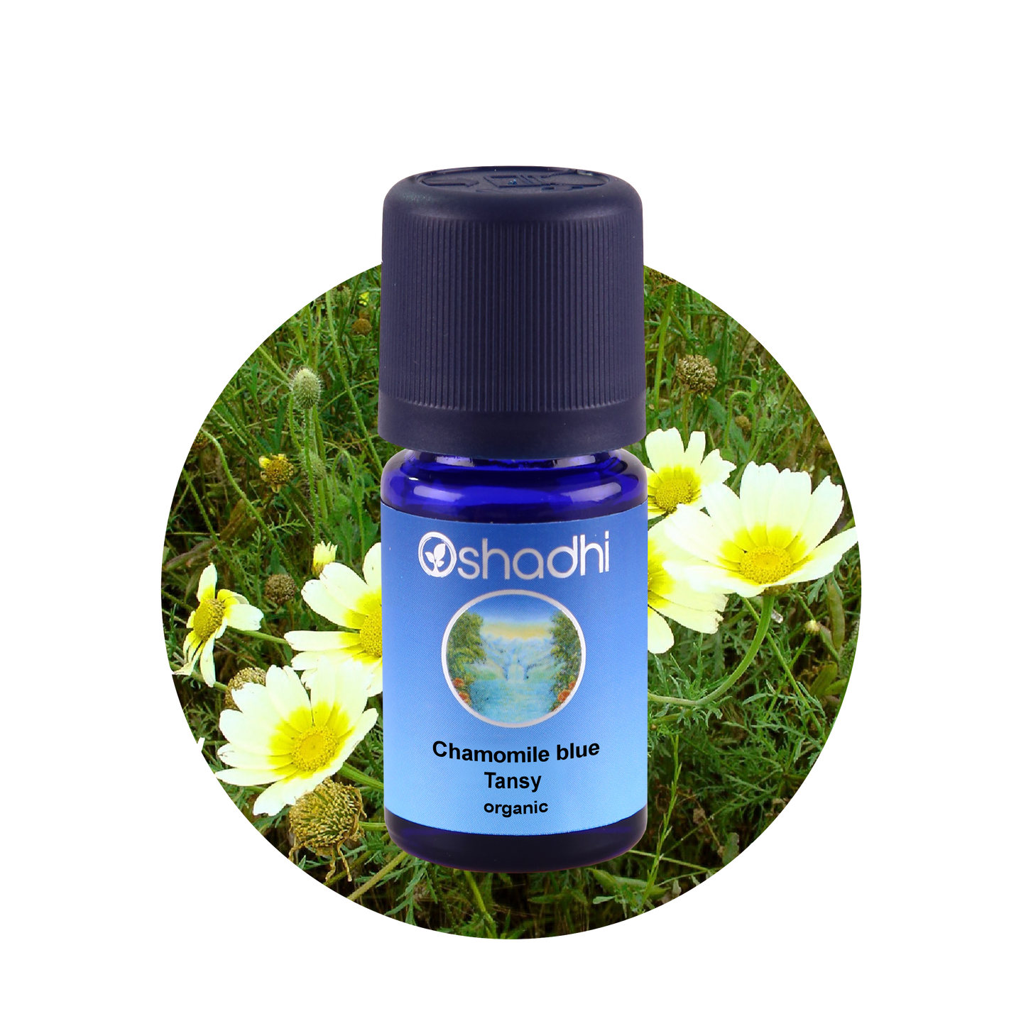 Blå Kamille - æterisk olie
