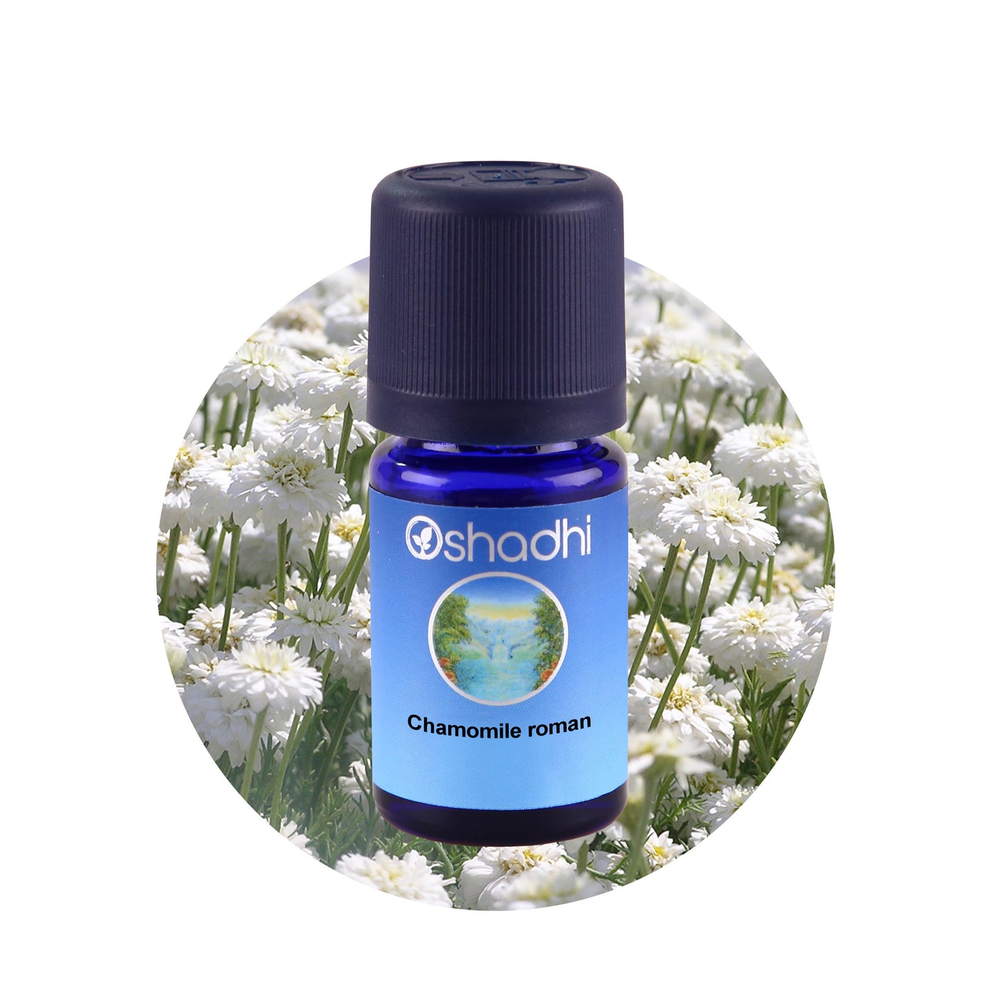 Romersk Kamille - æterisk olie