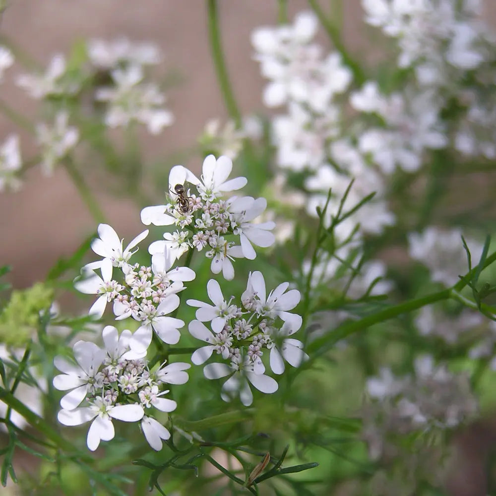 Koriander - æterisk olie