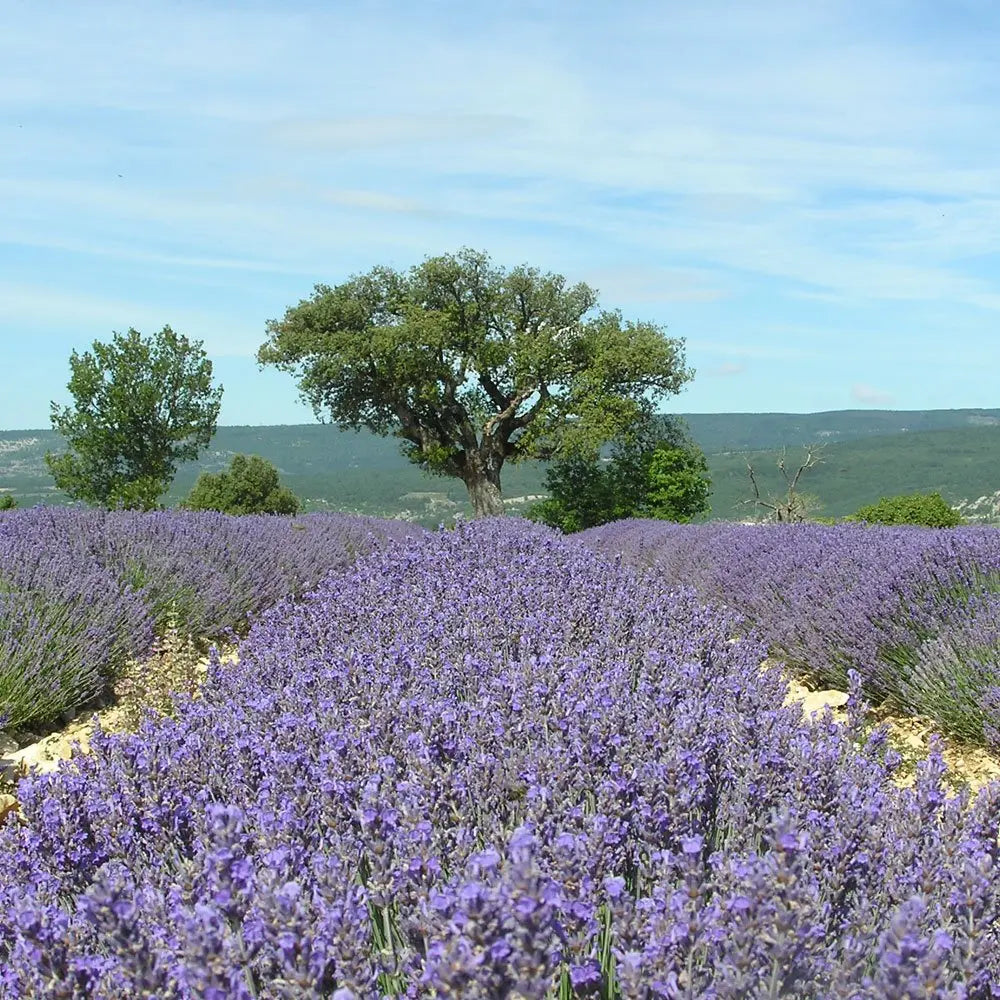 Lavendel - æterisk olie