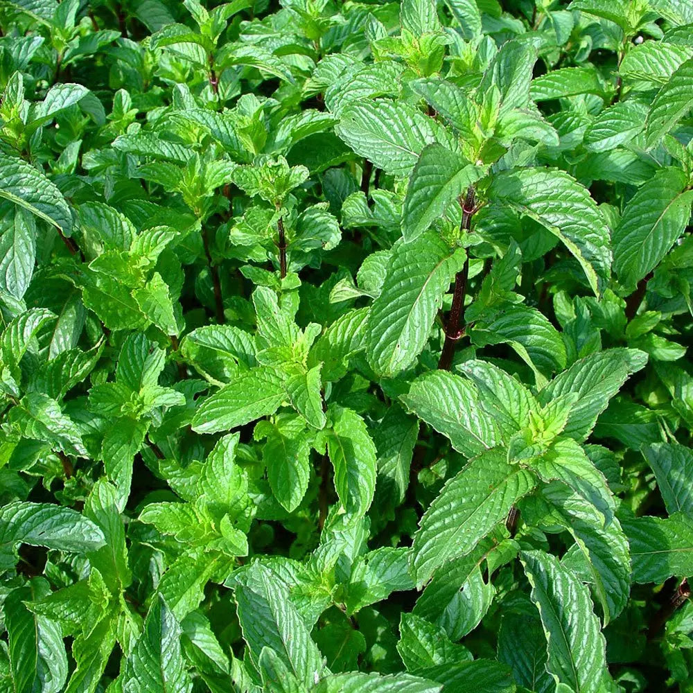 Pebermynte - æterisk olie