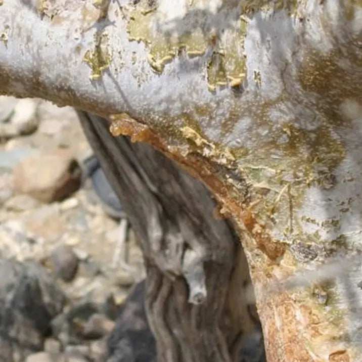 Myrrha - æterisk olie