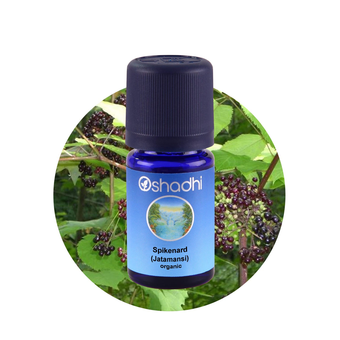 Spikenard - æterisk olie