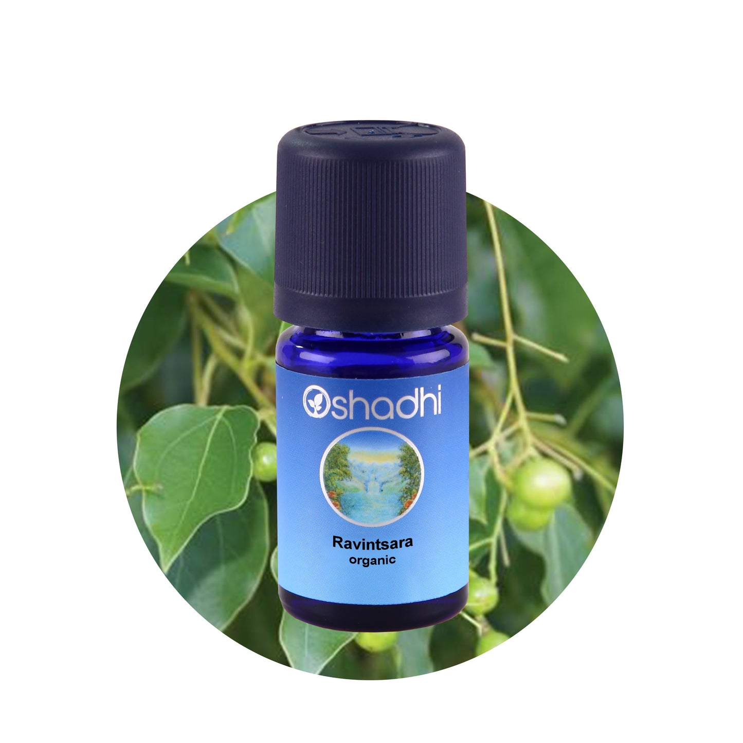 Ravintsara (økologisk) er en fantastisk æterisk olie der ved indånding giver en udrensende og frisk fornemmelse. Denne olie er en absolut bestseller. 100% økologisk, naturlig og vegansk æterisk olie.