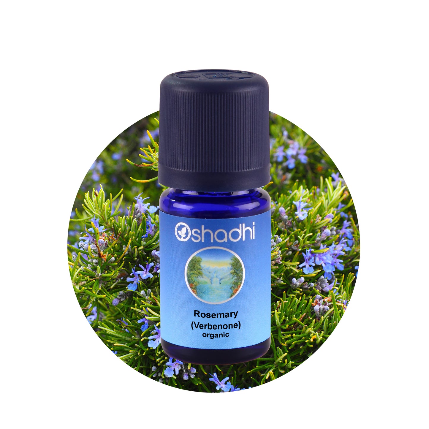 Rosmarin - æterisk olie