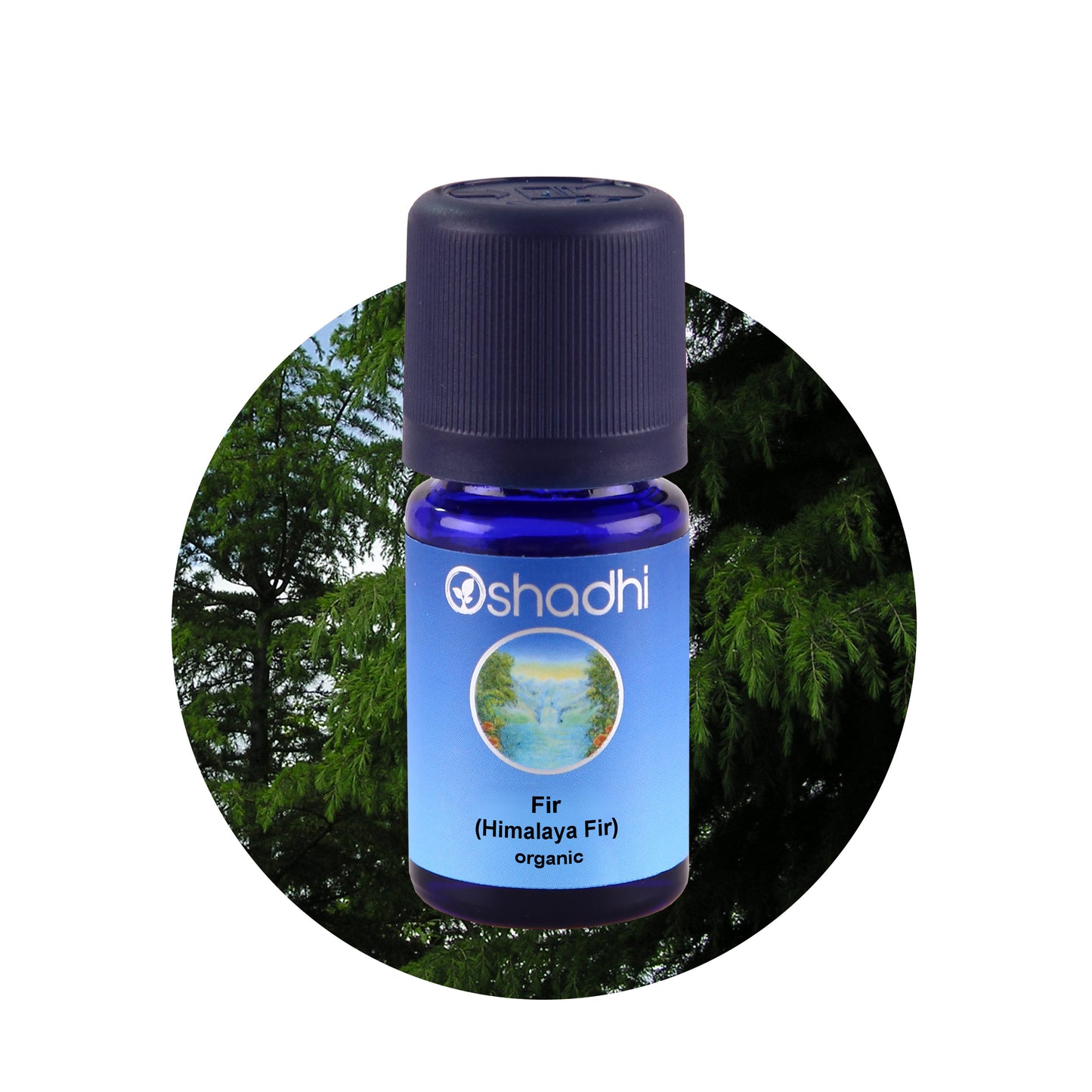 Himalaya fyr, Grantræ - æterisk olie