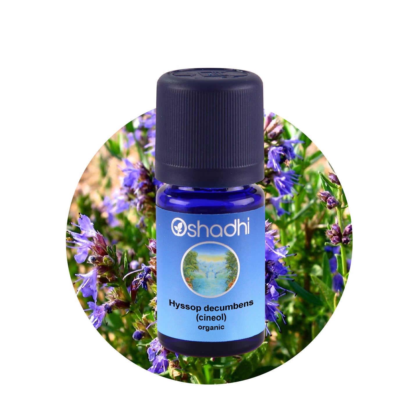 Hyssop decumbens - æterisk olie