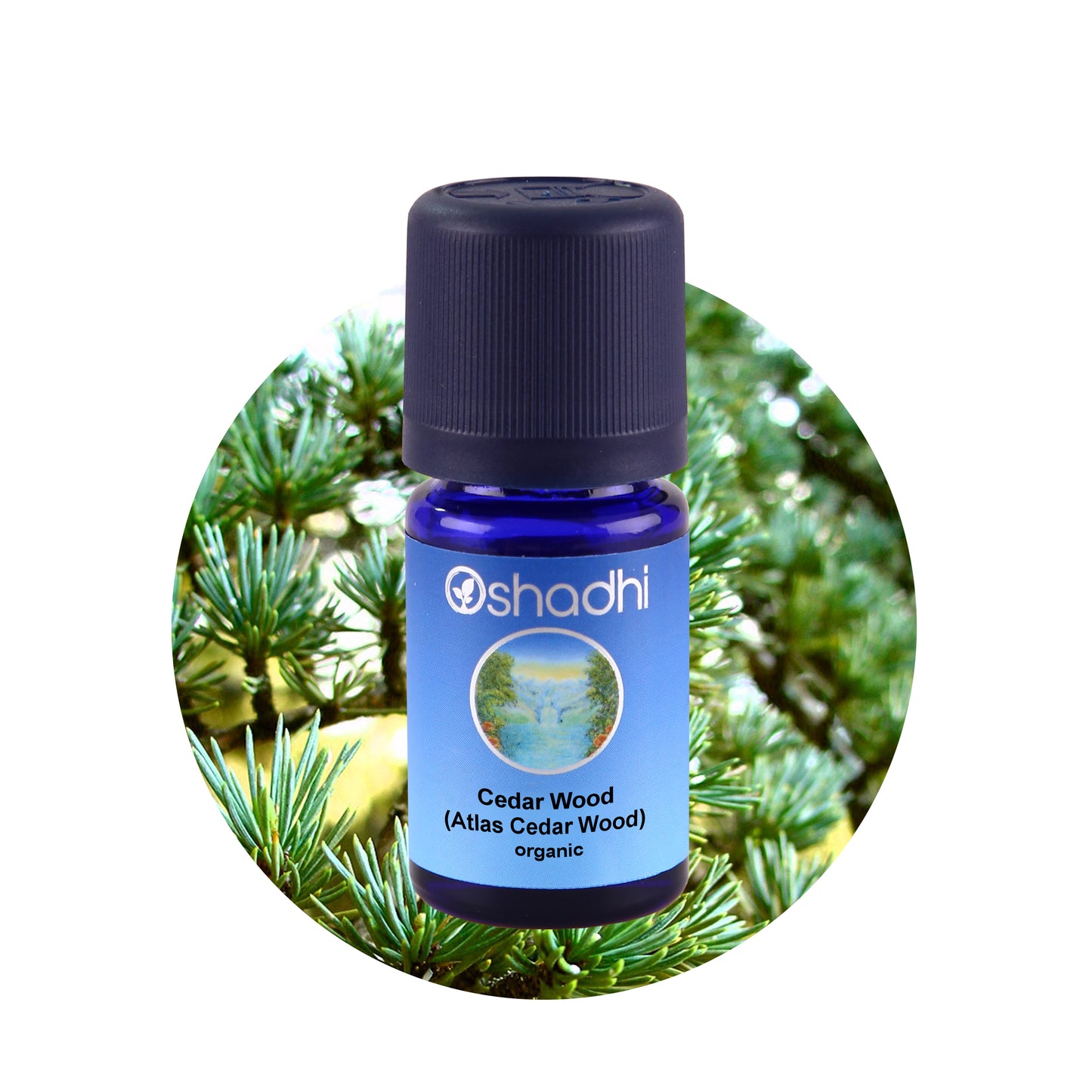 Cedertræ olien har en opfriskende duft af træ, blomster og natur. Denne olie hitter hos mændene og kan bruges i stedet for traditionel deodorant. Olien er perfekt til skovhuggeren og/eller en mand født i tyrens stjernetegn. 100% økologisk, naturlig og vegansk æterisk olie.