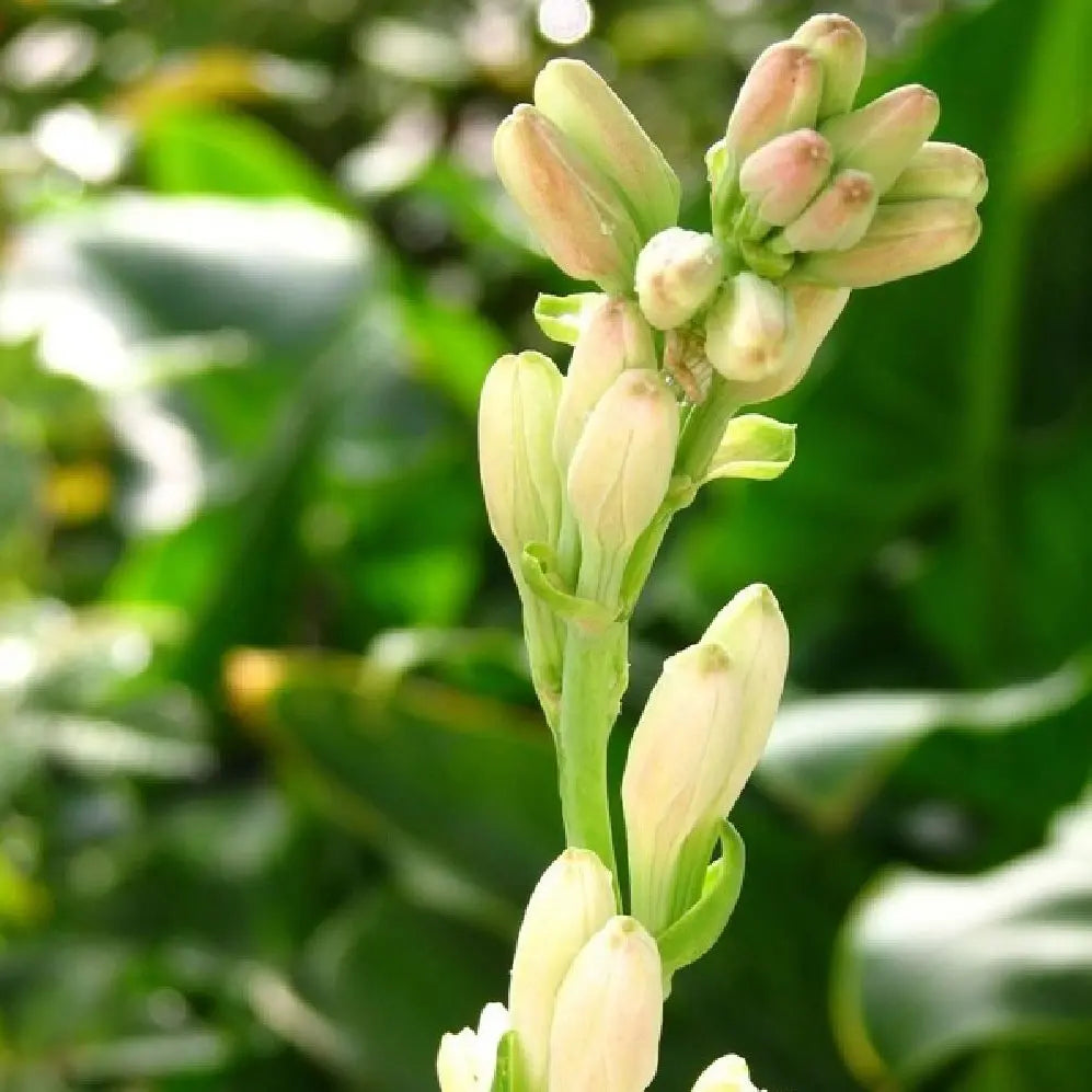 Tuberose hydrosol / roomspray - 100 ml