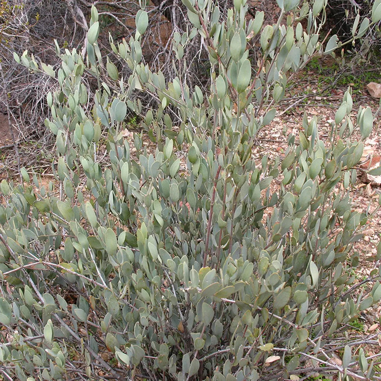 Jojoba olie økologisk - 100 ml