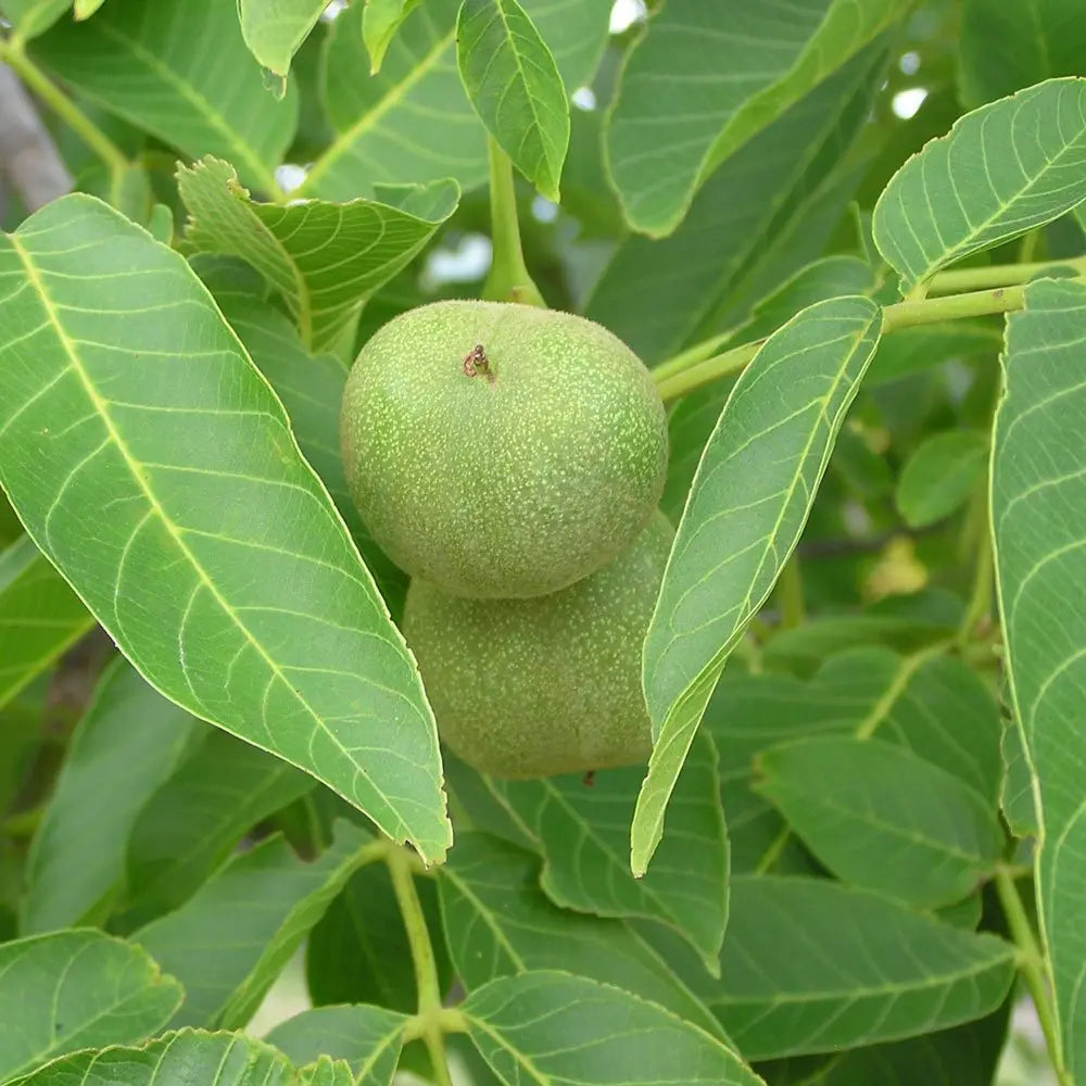 Valnød olie bio - 30 ml