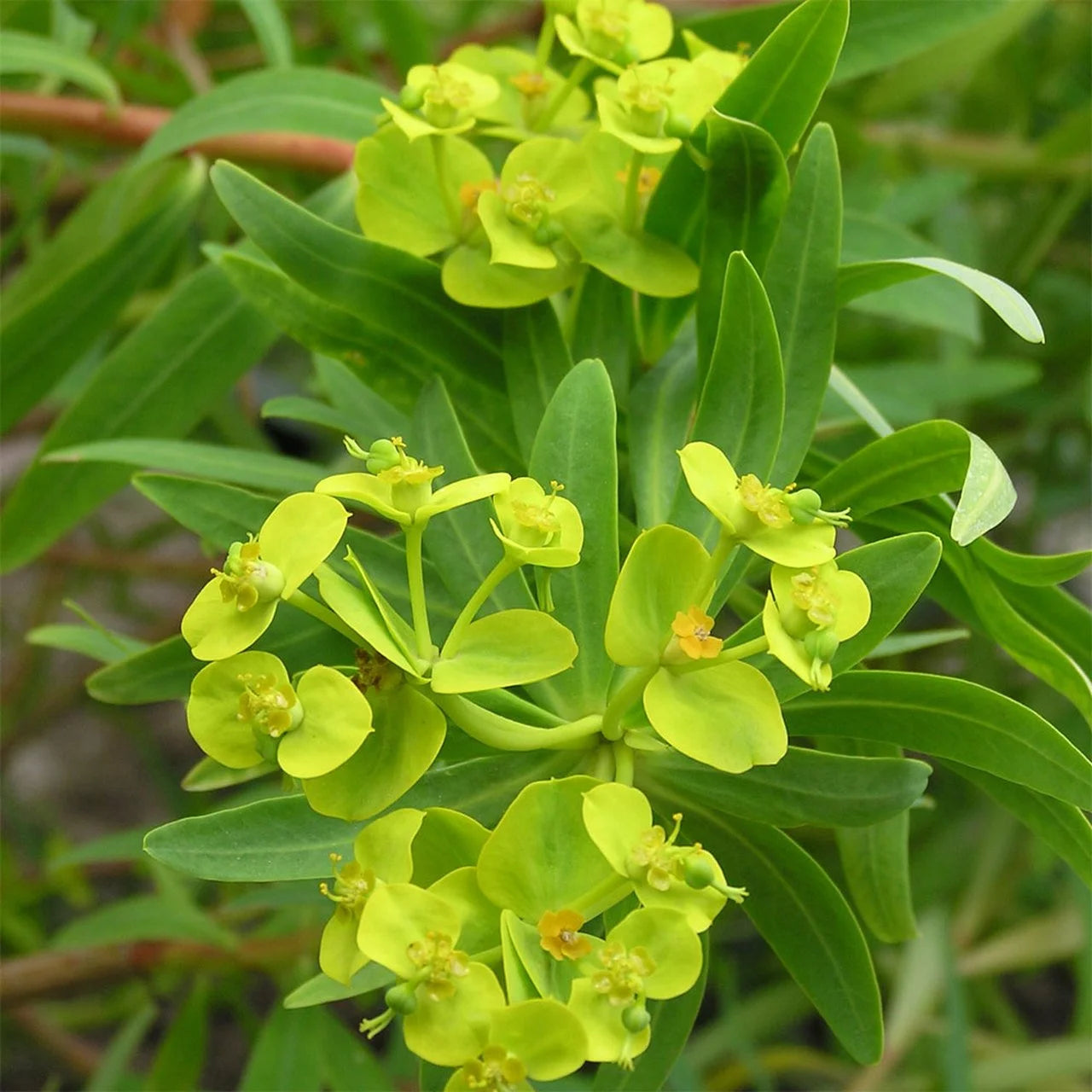 Myrtel - æterisk olie