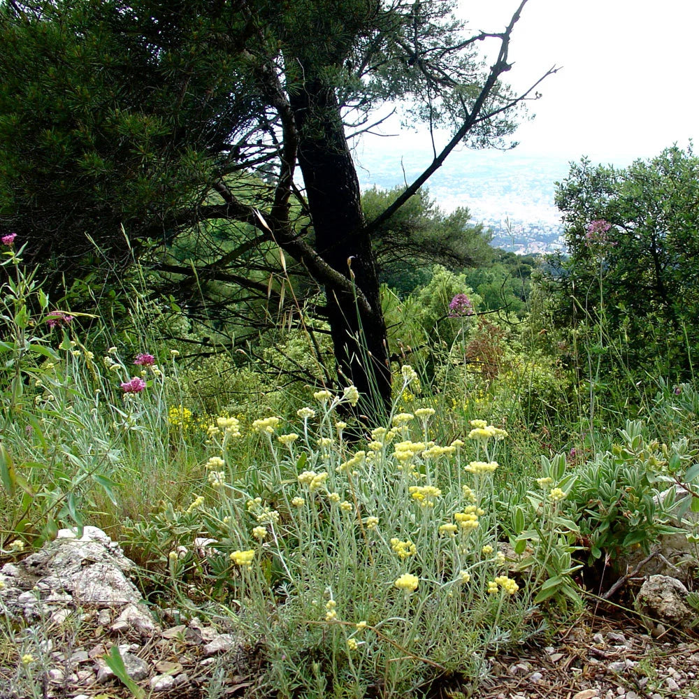 Helichrysum i Jojoba olie