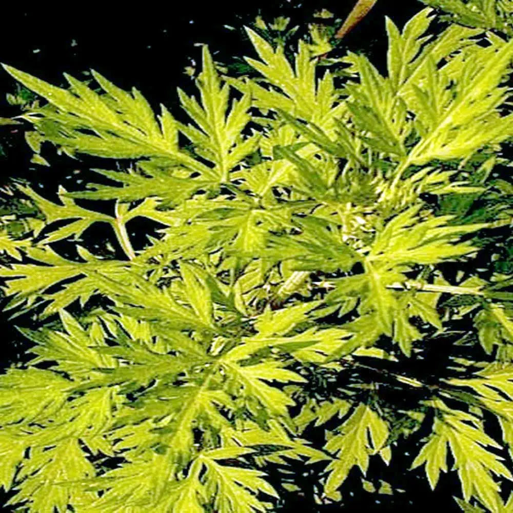 Artemisia annua - æterisk olie